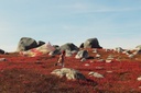 BlueberryBarrens_1200x.jpg