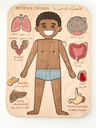 Internal Organs Puzzle (Brown Boy)